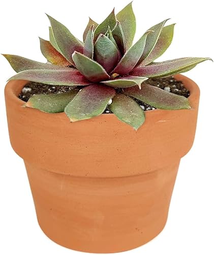 Miniatura 10 de Sempervivum Red Lion - Suculenta en forma de roseta (maceta de plástico de 2")  Ideas de regalos para suculentas