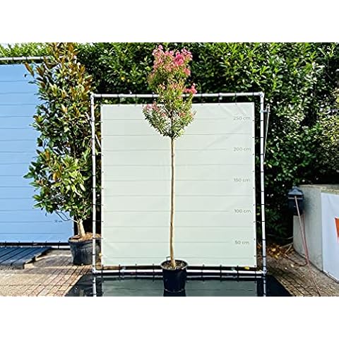 Lagerstroemia Indica - Height 350 cm Cover