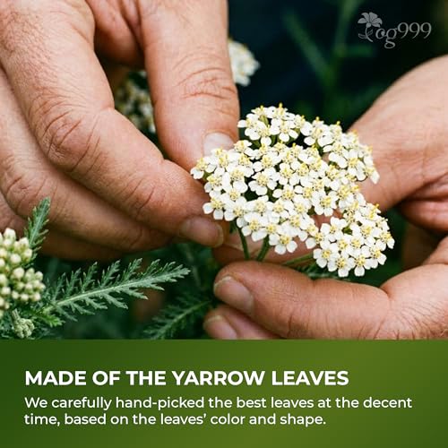Image of TOG999, Yarrow Tea Leaves 8oz | Premium Herbal Tea | Naturally Aromatic, Freshly Packed Loose Leaf Yarrow | Sustainably Sourced, Non-GMO, No Additives - Ideal for Daily Herbal Brewing