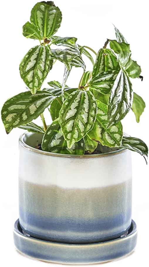 CHIVE ‘Minute’ Ceramic Succulent Planters — Set of 3 — 3” Indoor Cactus & Flower Container Pots with Drainage & Detachable Saucer — Green Blue Mix