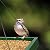 MIXXIDEA Bird Feeder Hanging Tray, Bird Feeders for Outdoors, Wooden Seed Tray Platform Mesh Seed Platform for Garden Yard Outside Decoration Attracting for Wild Birds (Green-1pk)