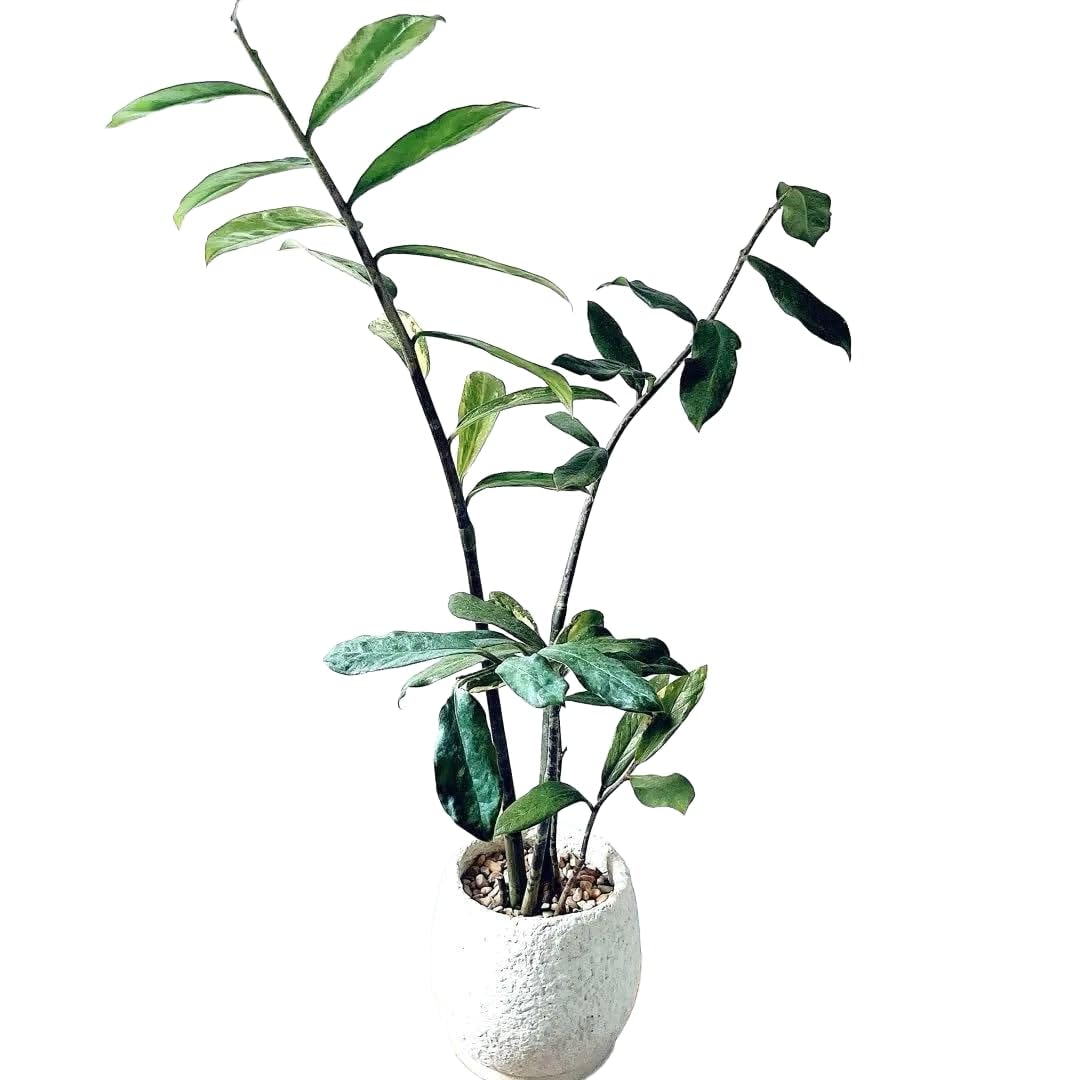 斑入りザミオクルカス セメントポット仕立て 観葉植物 Amazon｜《希少》ザミオクルカス 斑入り セメントポット仕立て 観葉
