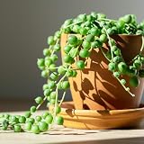 ＩＴＡＮＳＥ グリーンネックレス 3号 4個セット 多肉植物 Senecio rowleyanus グリーンパール ミドリノスズ