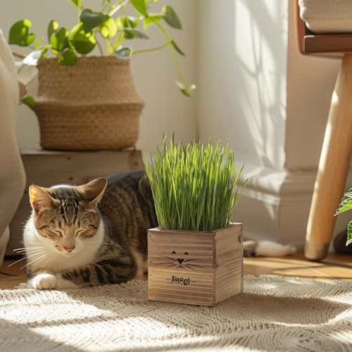 Cat Grass Kit for Indoor Cats – x2 Seed Packets | Cat Grass Seeds with Wooden Planter & Soil for Nipping & Nibbling – Pet Wheatgrass Grass by AVERGO - Image 9