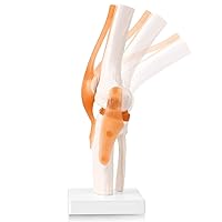 Vista 4 de LYOU Modelo de articulación de rodilla humana con ligamento de rodilla, modelo de esqueleto flexible anatómico de tamaño real, perfecto