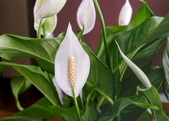 INODEC Peace Lily: Easy-Care Air Purifying Indoor Plant in Pot