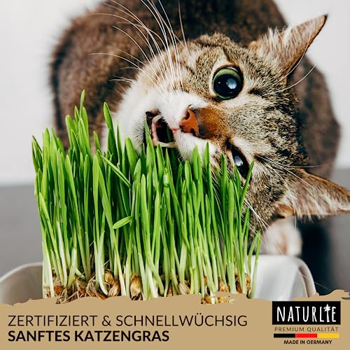 Naturlie XXL 200g Premium Katzengras Samen Set: Saatgut für 80 Töpfe fertiges Katzengras - Saatgut für eine sanfte/weiche Katzenwiese - Premium Saatgut für Deine Katze