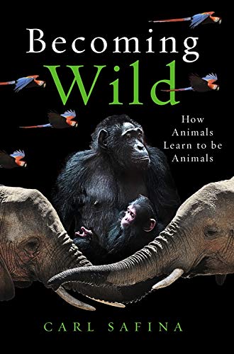 Becoming Wild: How Animals Learn to be Animals