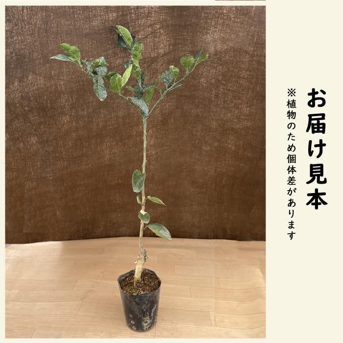 Amazon.co.jp: ゆず 苗木 獅子ゆず 接木 柑橘苗 15cmポット : DIY