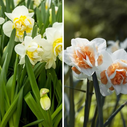 10 x Narcissus Double Duo â€“ Mix of Creamy Yellow-Whit