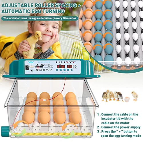 Foto von Brutautomat Vollautomatisch Inkubator Hühner Brutkasten Hühner mit Automatischem Rotationssystem und Temperaturkontrolle,Egg Incubator Brutmaschine für 36 Eier (36)