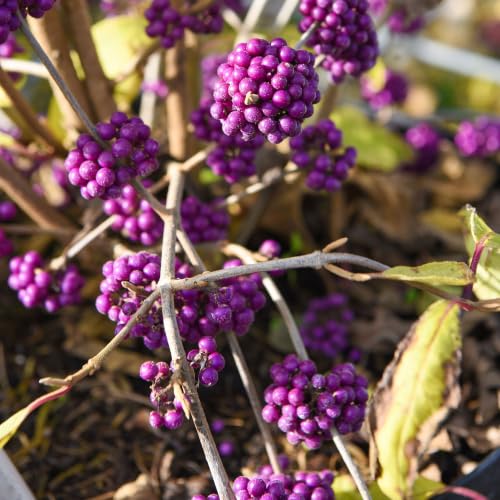 Image of Callicarpa Profusion Beauty Berry Shrub, Purple Berries, 24cm Pot x 1 T&M