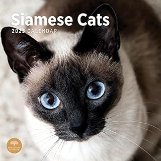 2023 Siamese Cats Monthly Wall Calendar by Bright Day, 12 x 12 Inch, Cute Kitten