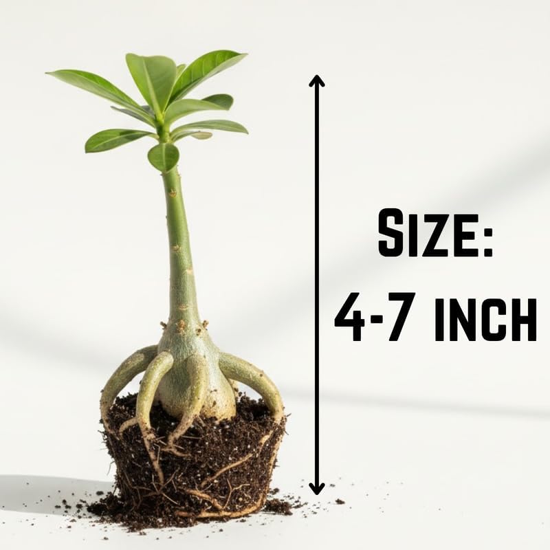 Miniatura 2 de Planta rosa del desierto viva, flores de rosa del desierto de Adenium, flores perennes, planta suculenta, floración vibrante, 4 a 7 pulgadas de