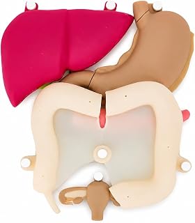 Laparoscopic Surgery Training Module, Silicone Laparoscope Simulation Model Liver Gallbladder Pancreas, for Surgical Medical Students Practice Medical Teaching and Training Classroom Learning