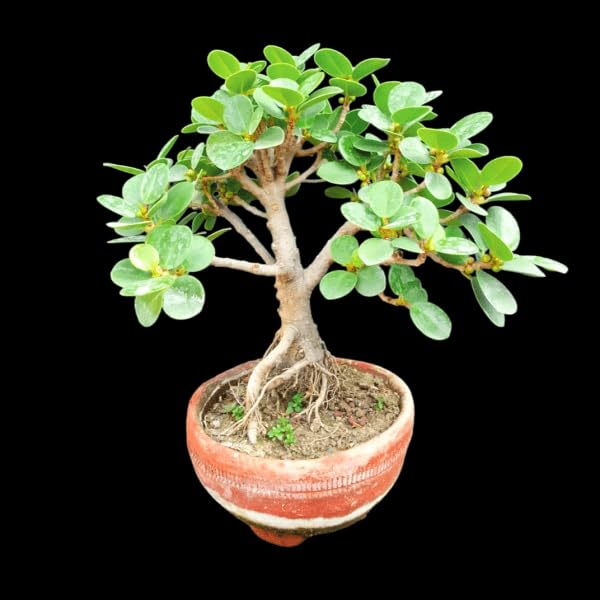 Generic Ficus Microcarpa Chinese Banyan Live Plant, Chaina Bot Indoor Ornamental Plant, 15 cm Height, Green - Pack of 1-image-43