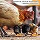 Küken Beine korrektur, 12 Stück Küken Beine bands, Beinbänder Für Küken, Spreizbein-Humpelbandage Für Küken, Küken beinbandage, Küken spreizbeinstütze, Für Küken, Wachteln, Enten