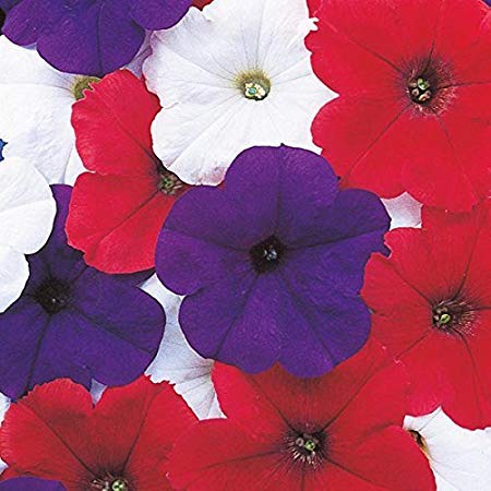 Royal Paradise Garden Rare Hybrid Petunia" Celebrity" Flower Seeds for Growing (100 Seeds Pack) - PETUNIA103-image-22