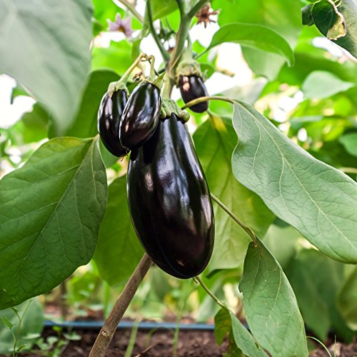 Berenjena, semillas de berenjena - Solanum melongena Berenjena, semillas de berenjena - Solanum melongena