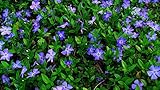 50 Plants Vinca Minor Hardy Perennial Ground Cover