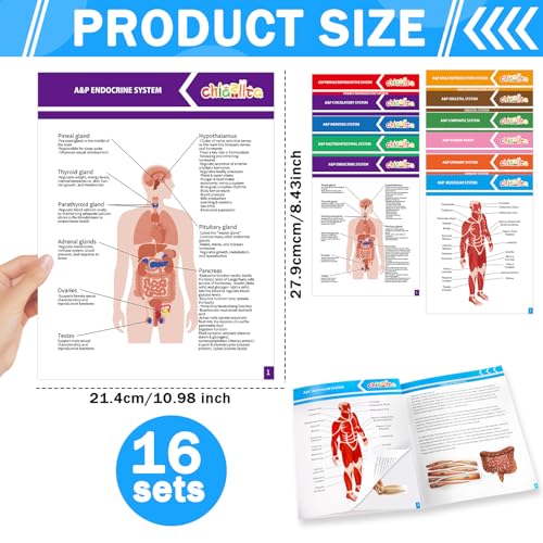 16-Pack Anatomy Study Guides