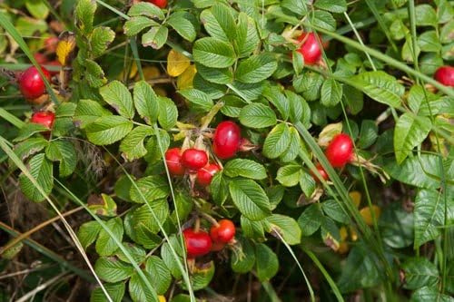 Organic Rosehips Powder 4 oz