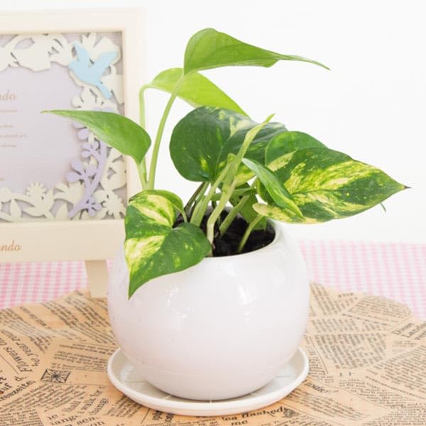 Amazon｜ポトス 陶器鉢 観葉植物(生花) (鉢皿付) 高さ約15cm～30cm(鉢
