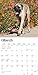 Mastiffs | 2024 12 x 24 Inch Monthly Square Wall Calendar | BrownTrout | Animals Dog Breeds