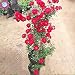 ASTONISH SEEDS: 2: 100pcs / semillas en macetas rosal raras bolsa, subieron...