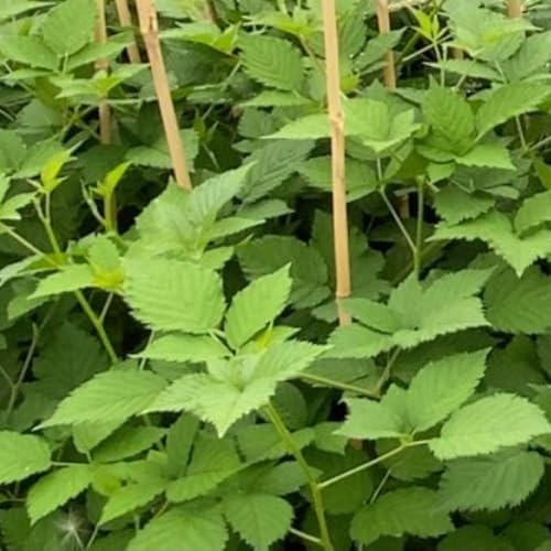 Rubus Navaho BigandEarly BlackBerry Plant in 3 Litre Pot - Thornless, Large Sweet Berries, Early Summer Harvest, Garden Fruit Bush - Thompson & Morgan