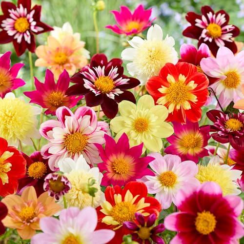 10 Bulbes de Dahlia Collarette Mix pour l'extérieur en été dans un grand paquet - Plantes prêtes pour les parterres de fleurs, pots, contenants.