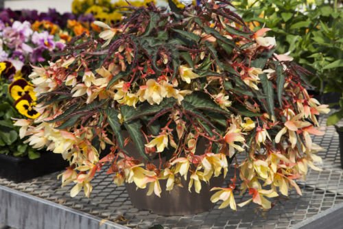 15 Seeds Begonia Bossa Nova Yellow Trailing Begonia The Seed pellets New!!: Only Seeds