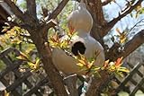 20 Birdhouse Gourd (Hard Shelled Gourd/Calabash) Lagenaria Siceraria Vine Seeds