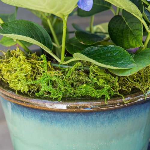 Image of SuperMoss (25324) Forest Moss Preserved - Long-Lasting Natural Moss for Indoor /Outdoor Plants, Crafting, and Home Decor, 1,400 cu in, Green