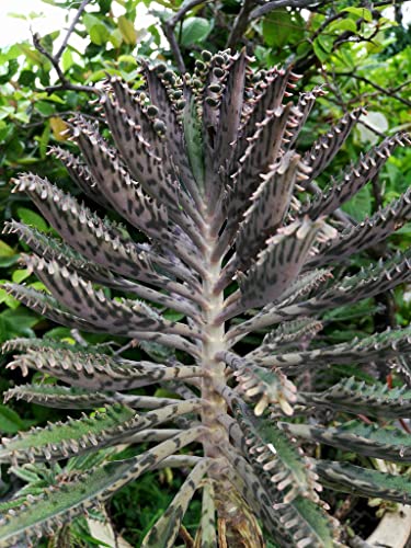 1 Kalanchoe Plant Live Mother Of Thousands Live - Kalanchoe Bryophyllum Indoors 3-6" Tall #TOP6