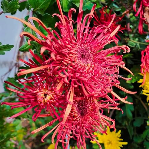 Semi resistenti di crisantemo rare, decorazione del soggiorno di crisantemo resistenti all'esterno, primaverili di campo da balcone, 300pcs