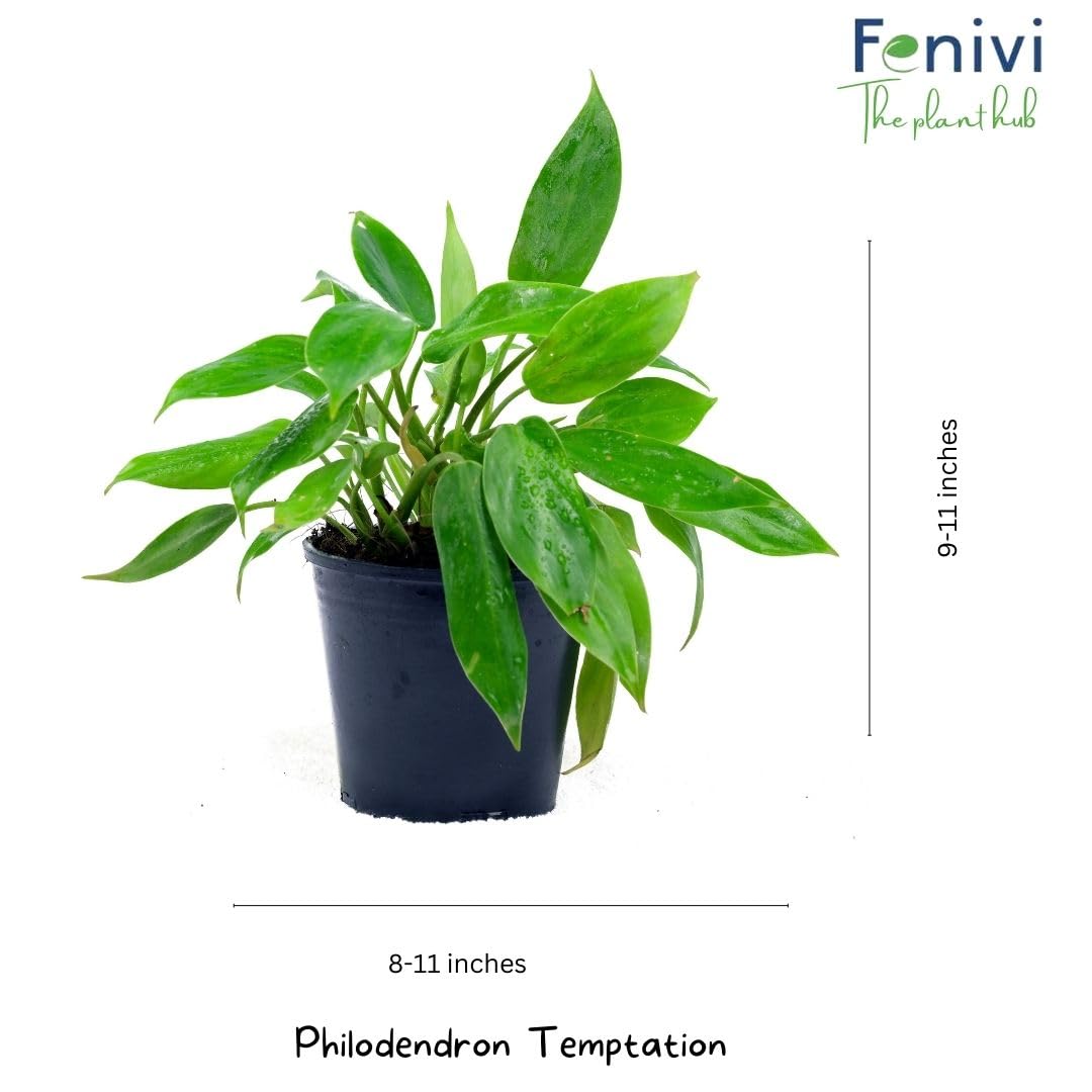 Fenivi Philodendron Temptation Healthy Living Plant In Black 4 Inch Pot  (Count 1) : Amazon.in: Garden & Outdoors