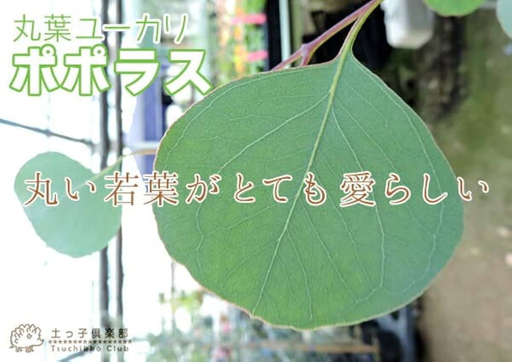 Amazon.co.jp: 丸葉ユーカリ『ポポラス』シルバーダラーガム10.5