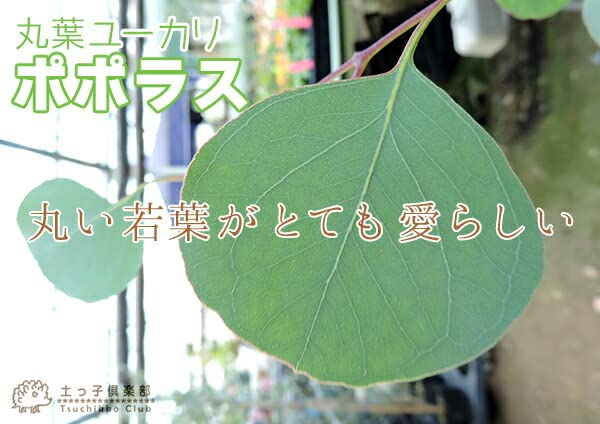 ユーカリ ポポラス苗 大型 185㎝❗10号 特選最優良株 ❗シルバーブルー ユーカリ ポポラス苗 大型 185㎝❗10号 特選最優良株 ❗シルバー