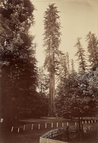 Art Tableau Séquoia Carleton E Watkins Poster Toile Décoration Murale
