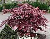 Großblättriger roter Japanischer Fächerahorn...