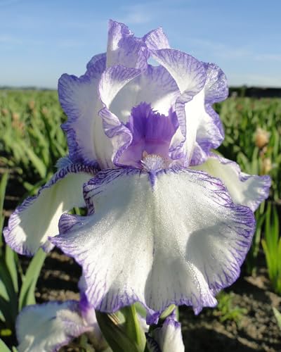 Rizoma di Iris Germanica BOLD PRINT | iris bianco e azzurro | iris bicolore | bulbi autunnali | MY PLANTIS | spedito da Italia
