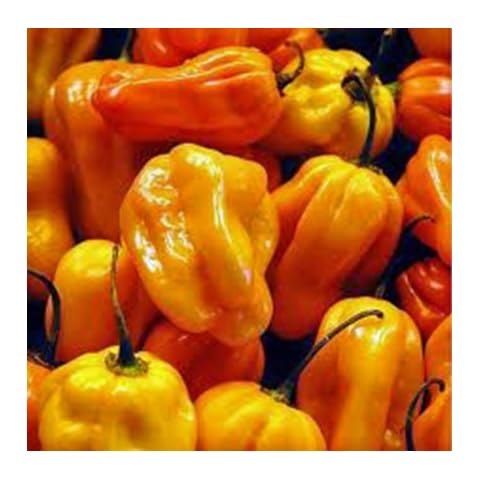 Pepper, Habanero Orange Pepper Seeds 50, Non-GMO, USA Product. Packed by JACOBS LADDER ENT. Cover