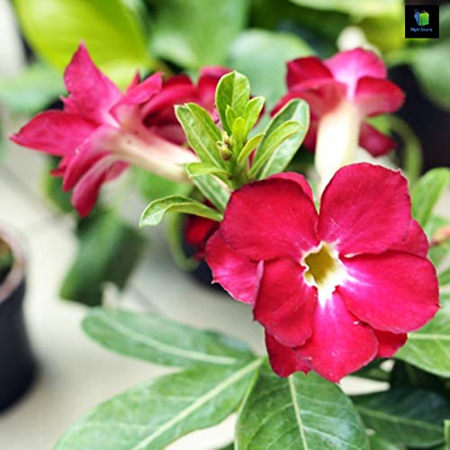 Mphmi Adenium (Pink Double) Plant Amazon.in Garden & Outdoors
