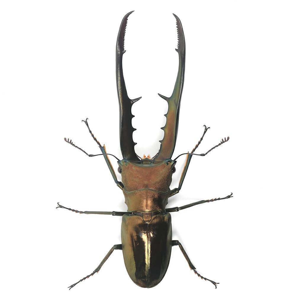 昆虫標本☆厳選美個体☆ペレン島産メタリフェルホソアカクワガタ♂90.5ミリ