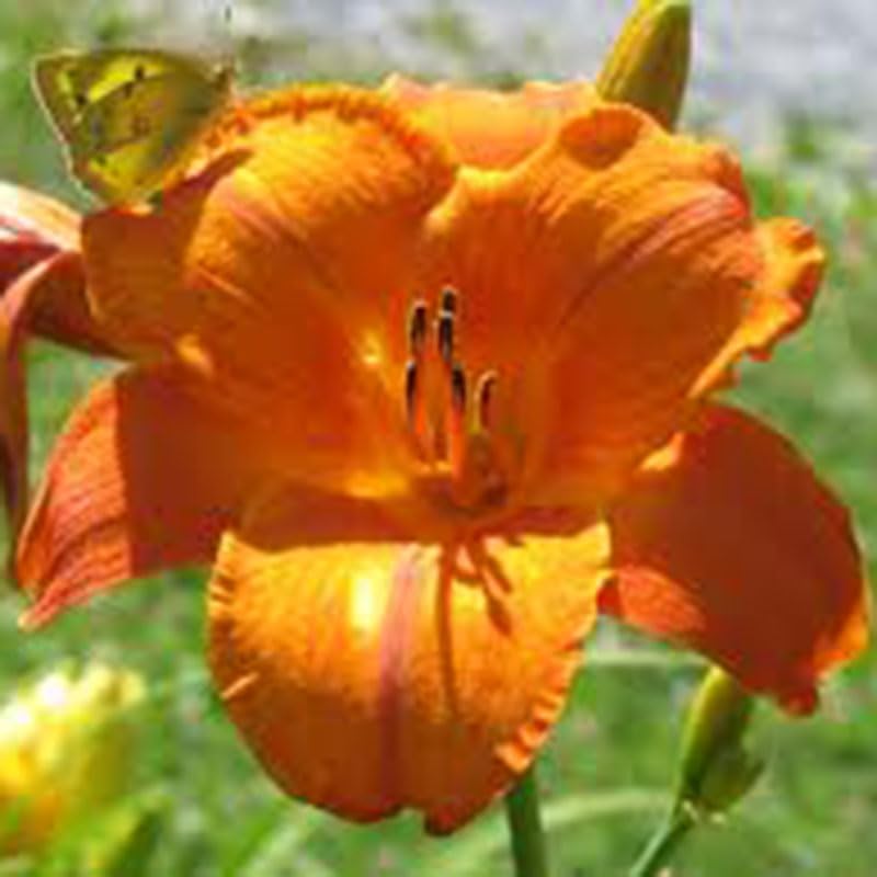 Mauna Loa Daylily Root