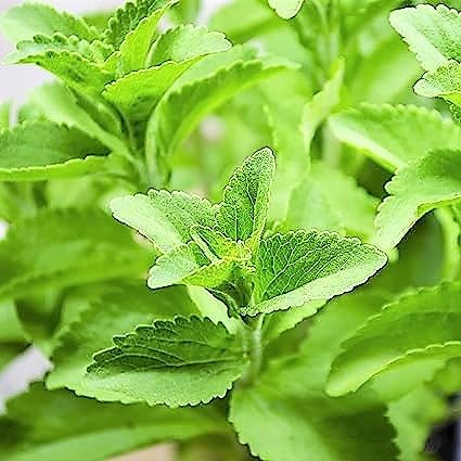 NATURE WORLD PREMIUM MINT TULSI KARPURA TULASI FULLY ORGANIC AYURVEDIC AND MEDICINALHEALTHY LIVE PLANT FOR GREAT GARDENINGHOME (B0CD2H5ZGC) Amazon Price History, Amazon Price Tracker
