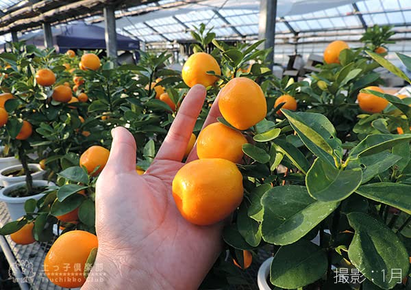 Amazon.co.jp: 大実キンカン（福寿金柑）接ぎ木苗6号鉢植え