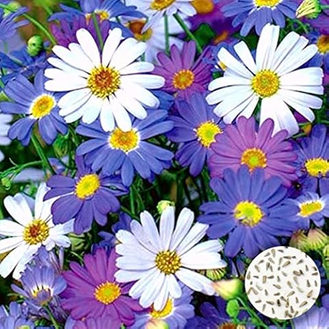 Welldales 50 Mixed Daisy Seeds Pack Cover