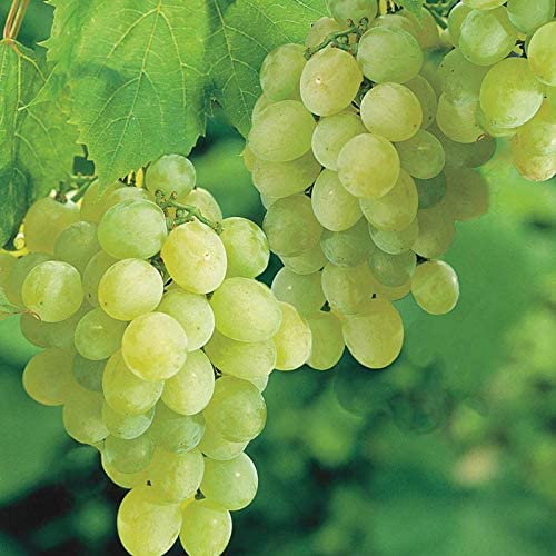 Best Japanese Ruby Roman Grapes Plants For Sale Buy Now And Get The